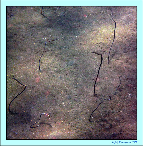 2012 - 07 - Dauin Sanctuary 36